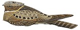 Malaysian Eared Nightjar Illustration