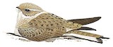 Sand-colored Nighthawk Illustration