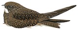 Rufous-bellied Nighthawk Illustration