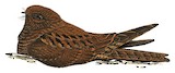 Plain-tailed Nighthawk Illustration