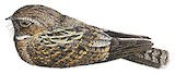 Blackish Nightjar Illustration