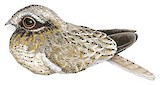 White-winged Nightjar Illustration