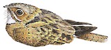 Todd's Nightjar Illustration