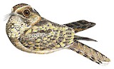 Spot-tailed Nightjar Illustration