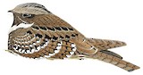 Jamaican Poorwill Illustration