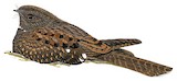 Choco Poorwill Illustration