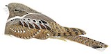 Eared Poorwill Illustration