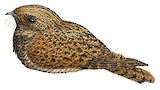 Dusky Nightjar Illustration