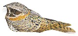 Buff-collared Nightjar Illustration
