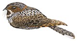 Tawny-collared Nightjar Illustration