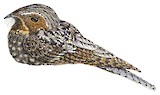 Hispaniolan Nightjar Illustration