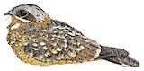 Sombre Nightjar Illustration