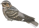 Mees's Nightjar Illustration