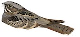 Andaman Nightjar Illustration