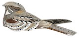 Philippine Nightjar Illustration