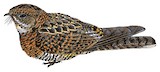 Bonaparte's Nightjar Illustration