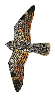 Caprimulgus affinis affinis