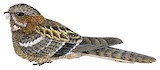 Slender-tailed Nightjar Illustration