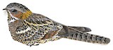 Square-tailed Nightjar Illustration