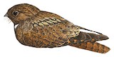 Brown Nightjar Illustration