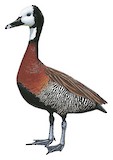 White-faced Whistling Duck Illustration