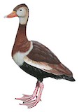 Black-bellied Whistling Duck Illustration