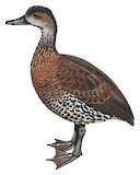 West Indian Whistling Duck Illustration