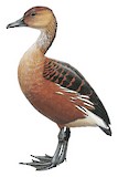 Fulvous Whistling Duck Illustration