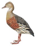 Plumed Whistling Duck Illustration