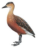 Wandering Whistling Duck Illustration