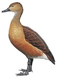 Lesser Whistling Duck Illustration