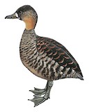 White-backed Duck Illustration