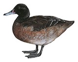 Black-headed Duck Illustration