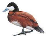 Ruddy Duck Illustration