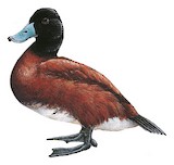 Lake Duck Illustration