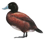 Blue-billed Duck Illustration