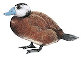 White-headed Duck Illustration