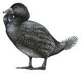 Musk Duck Illustration