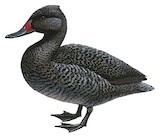 Freckled Duck Illustration