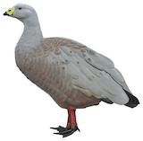 Cape Barren Goose Illustration