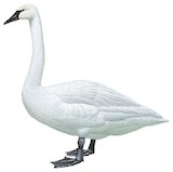 Trumpeter Swan Illustration