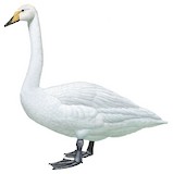 Whooper Swan Illustration