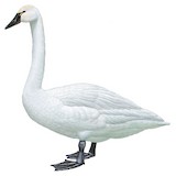 Tundra Swan Illustration