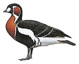 Red-breasted Goose Illustration