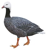 Emperor Goose Illustration