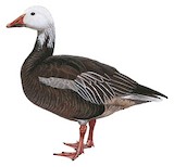 Snow Goose Illustration