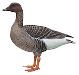 Tundra Bean Goose Illustration