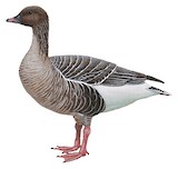 Pink-footed Goose Illustration