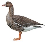 Greater White-fronted Goose Illustration