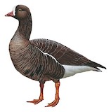 Lesser White-fronted Goose Illustration